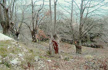 cortijos alpujarra